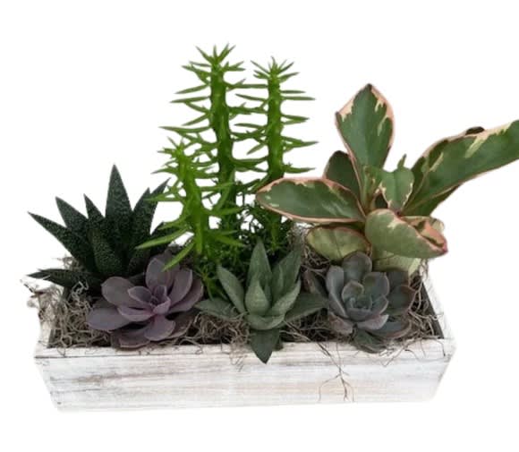 White Wash Succulent Planter
