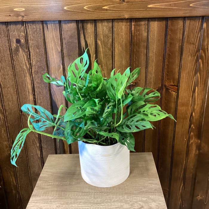 6" Swiss Cheese in ceramic pot