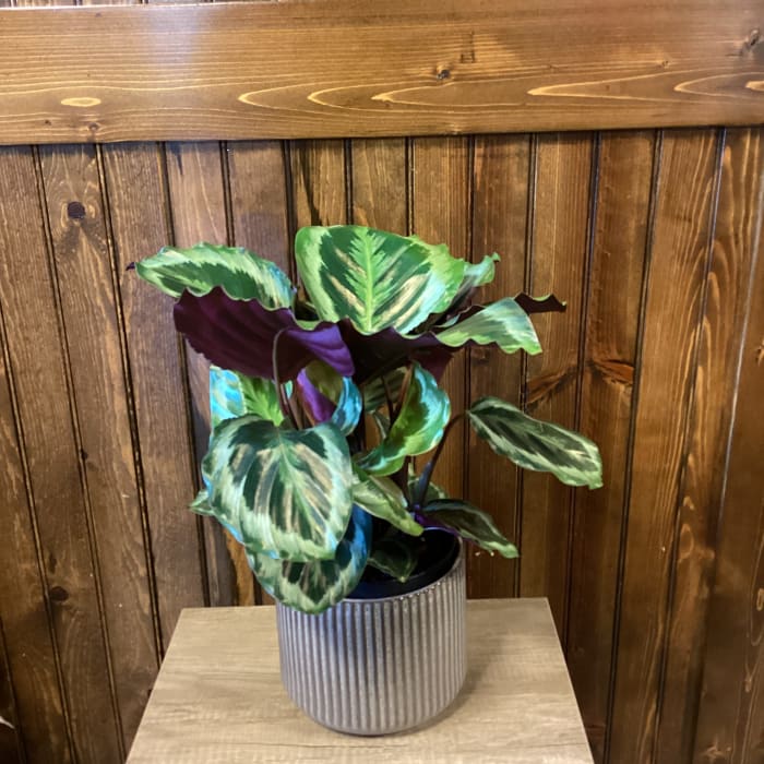 6" Calathea