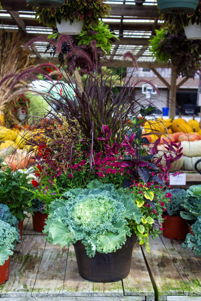 Fall Patio Planter