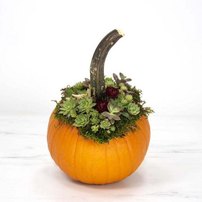 Succulent Pumpkin