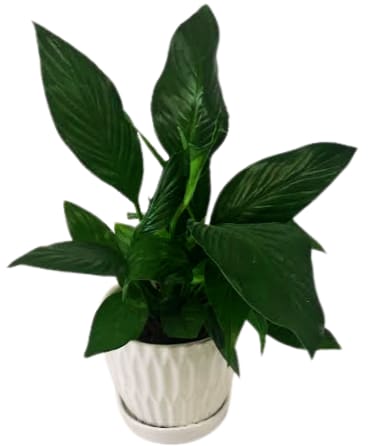 Fiesta Petite Plant PL-8025
