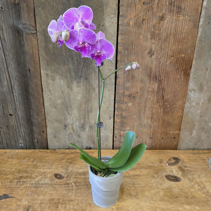 LIVE Purple Orchid LLO