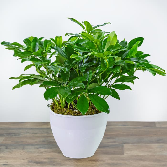 Arboricola Plant in Ceramic