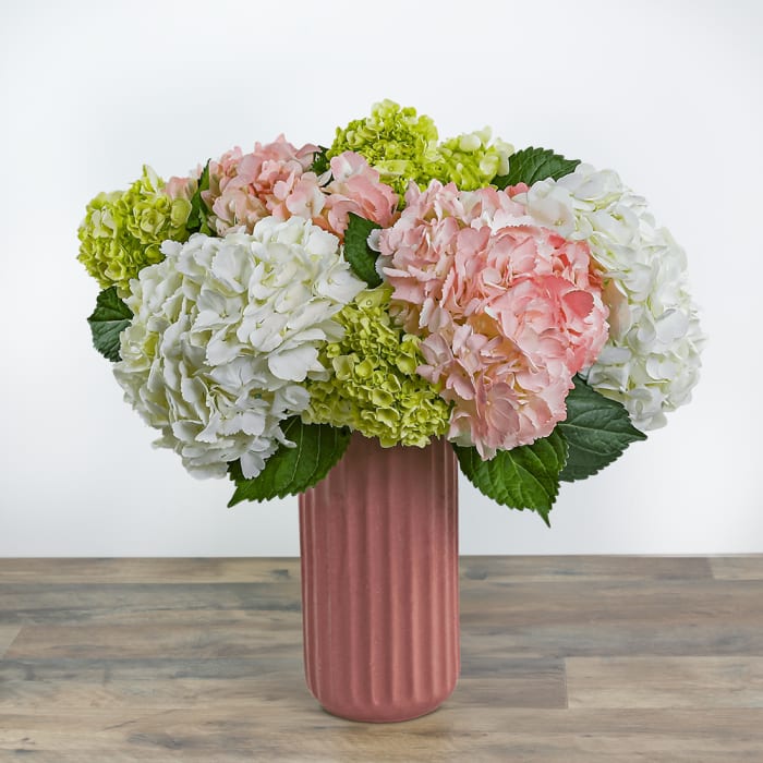 Hint of Pink Hydrangea