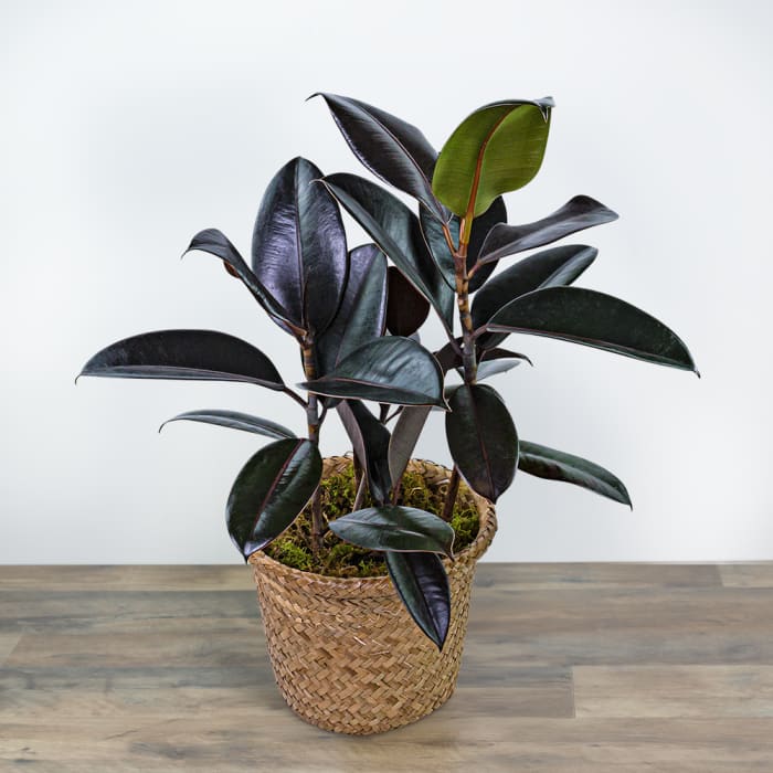 Rubber Plant in Basket