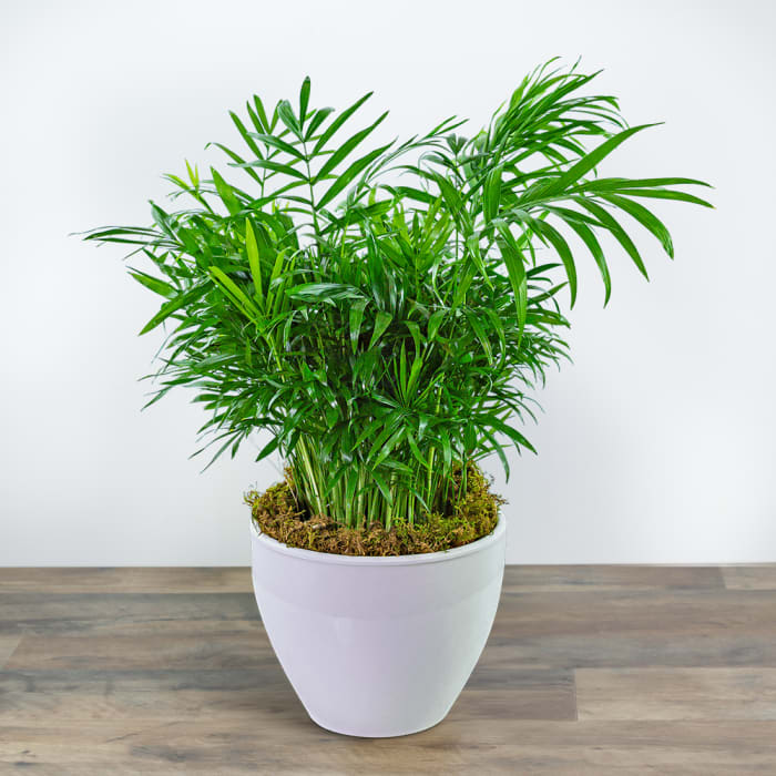 Palm Plant in Ceramic