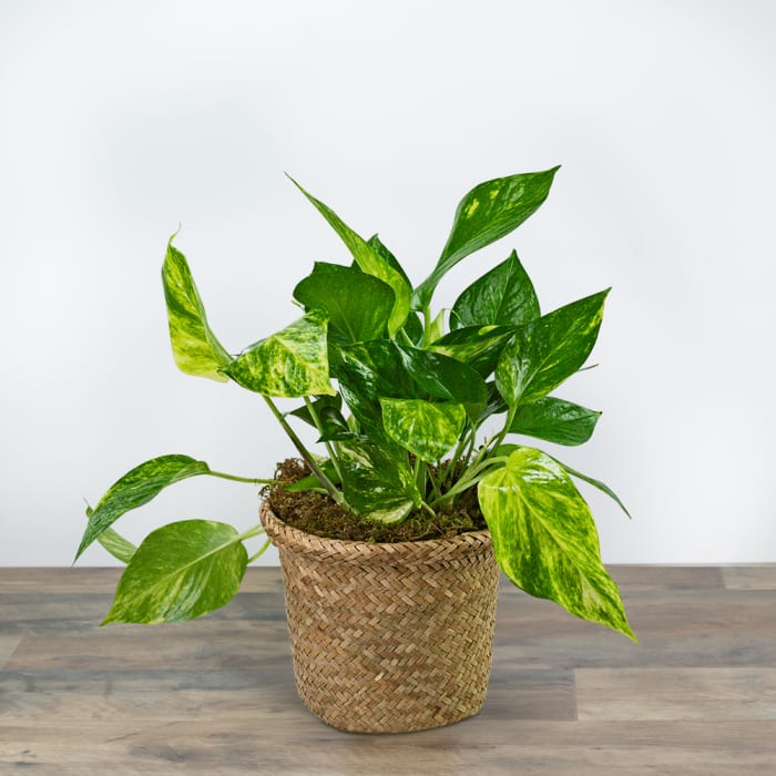 Pothos Plant in Woven Basket