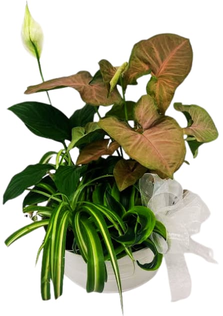 Tranquil Dishgarden PL-8026