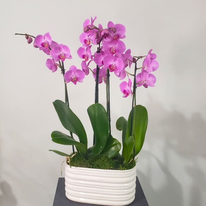 Orchid Double Garden