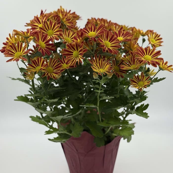 6" Mum pot