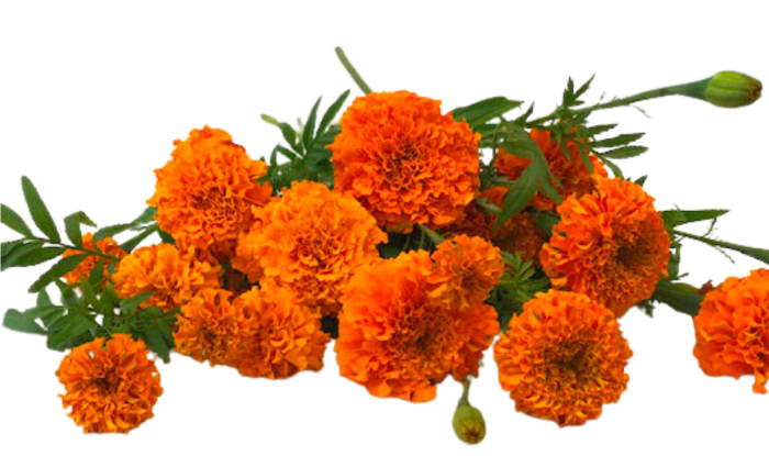Loose Marigold Bunches H-7118