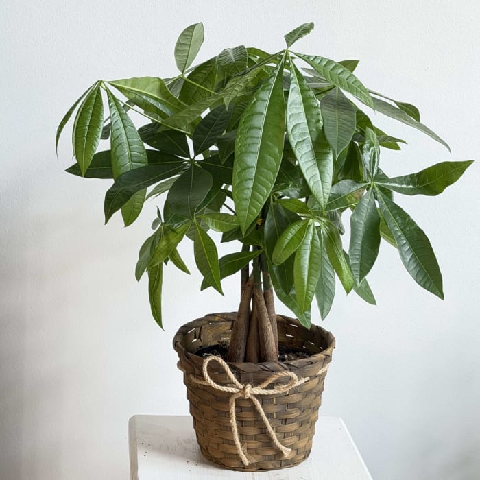 Money Tree