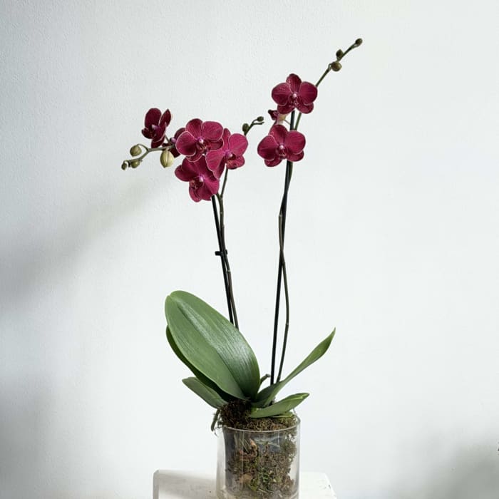Burgundy/Purple Orchid