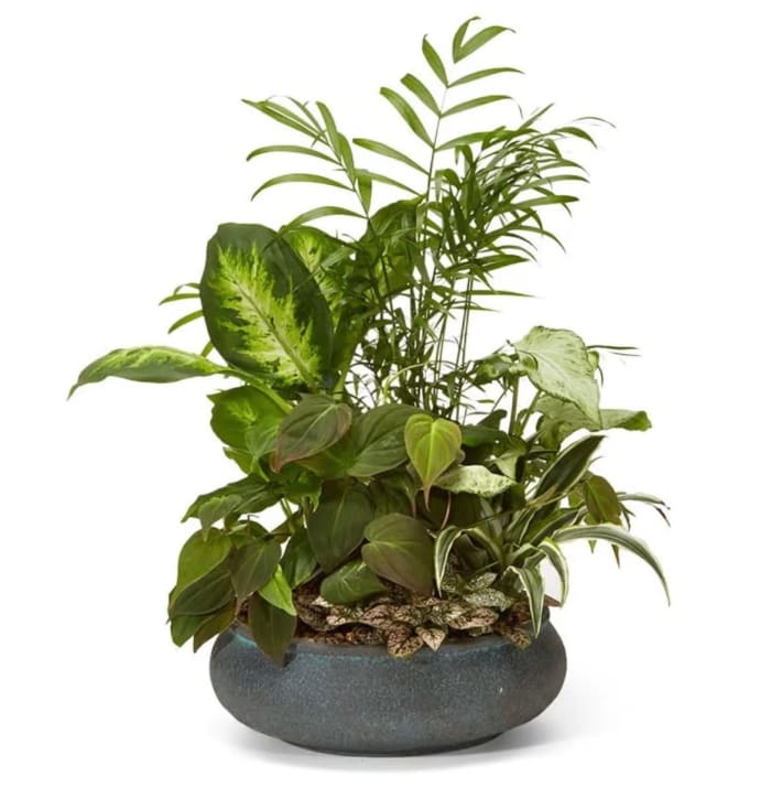 Ceramic Dish Garden