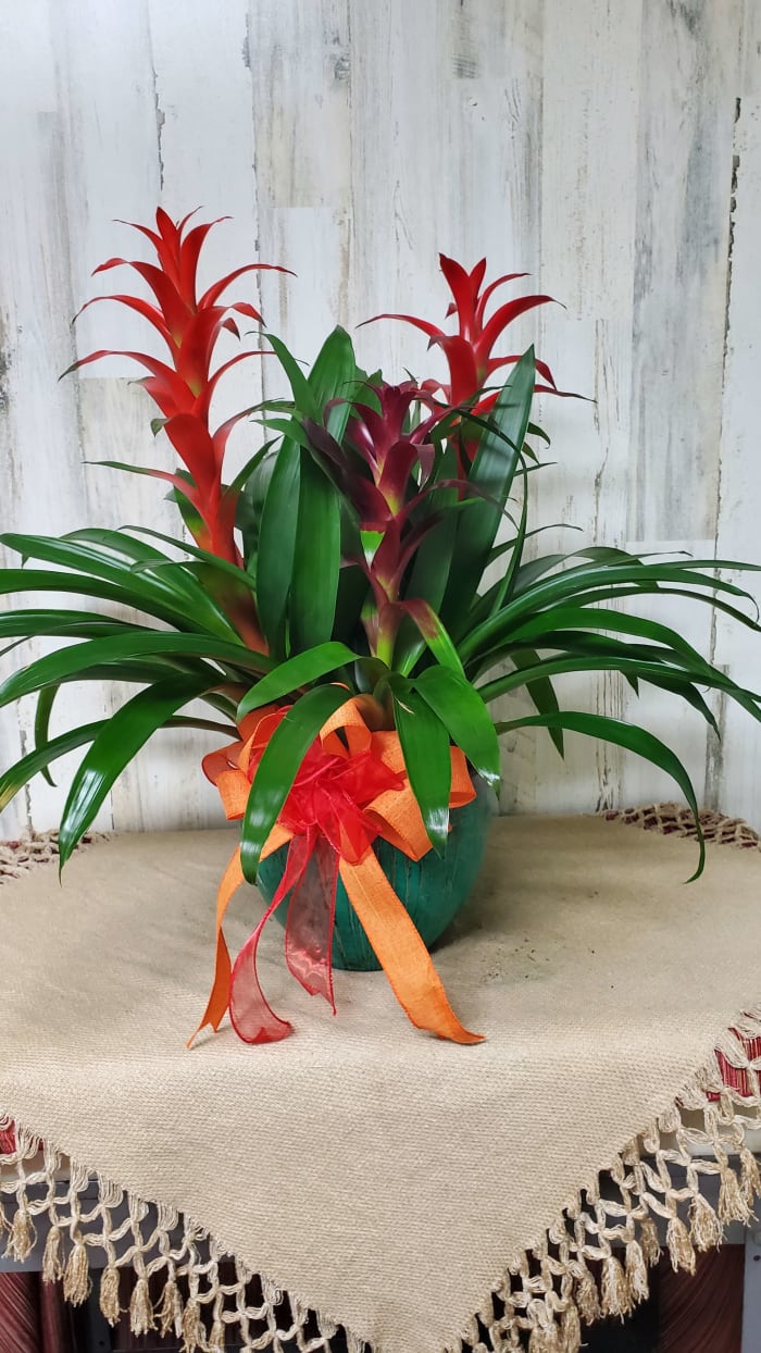 Triple Bloom Bromeliad