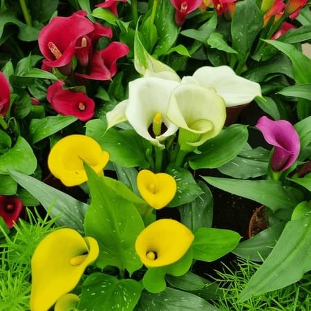 Calla lily 6"