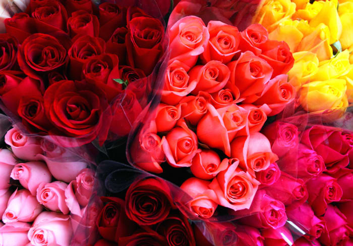 HALF DOZ ROSES