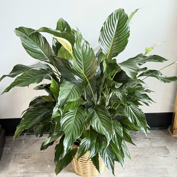 Peace Lily