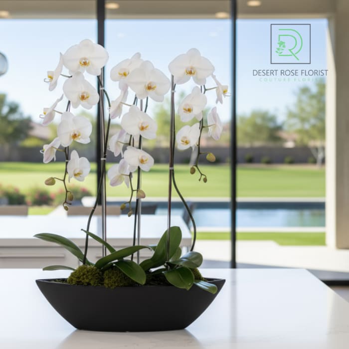 Orchid Noir