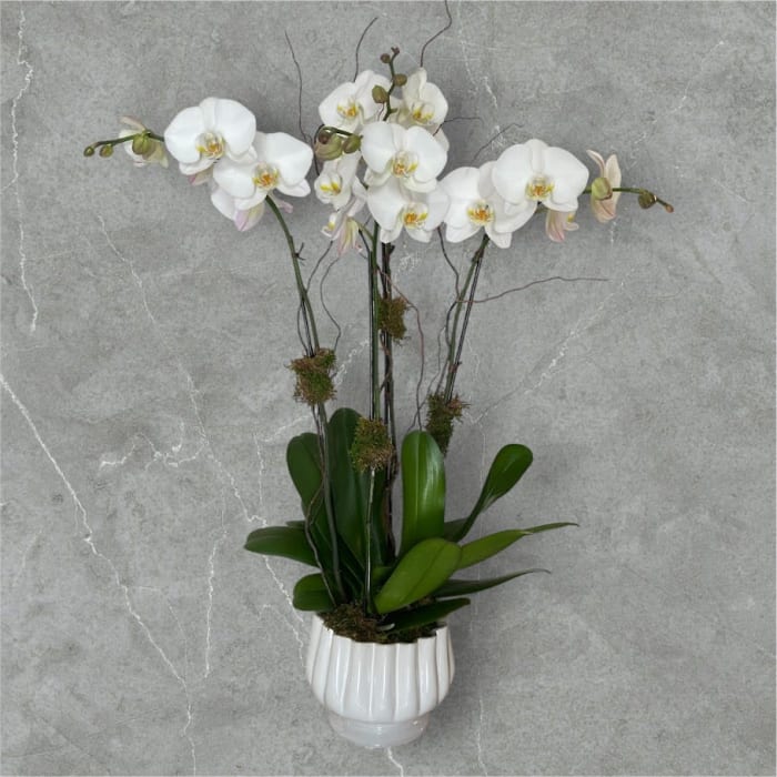 Phalaenopsis Orchid