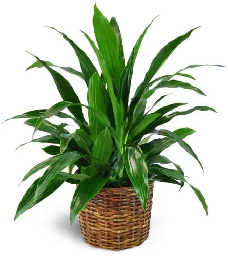 Dracaena