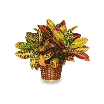 Croton