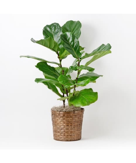Fiddle Leaf Fig