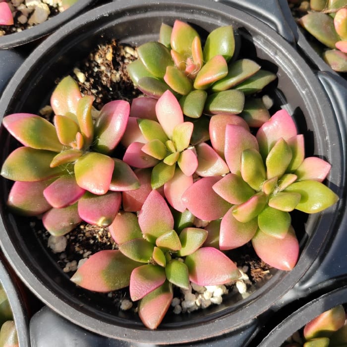 Sunrise Succulent
