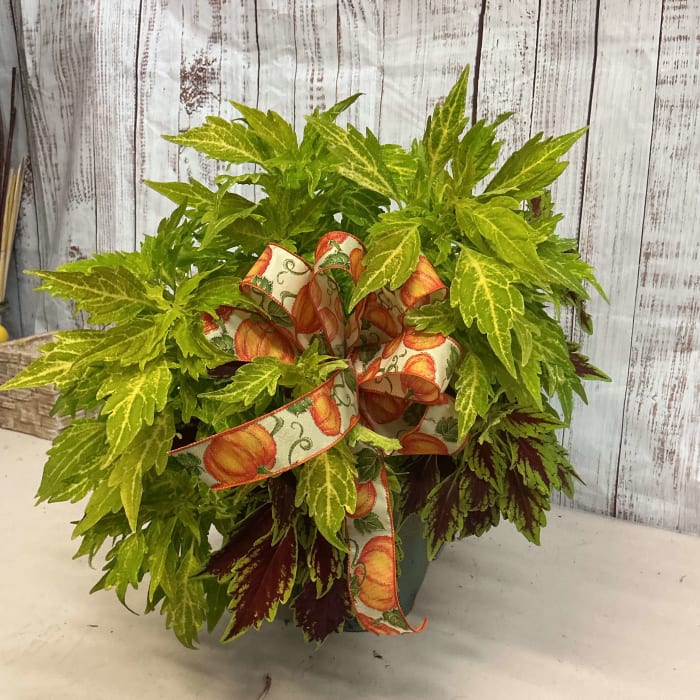 Coleus Plant for Fall