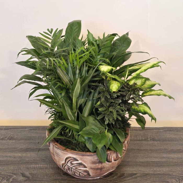 DISH GARDEN 14"