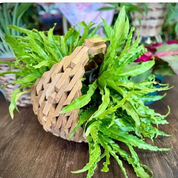 Birds Nest Fern