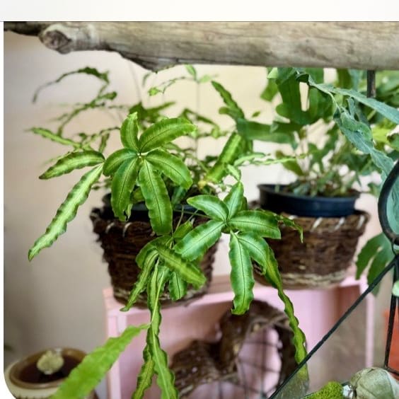 Silver Ribbon Pteris Fern