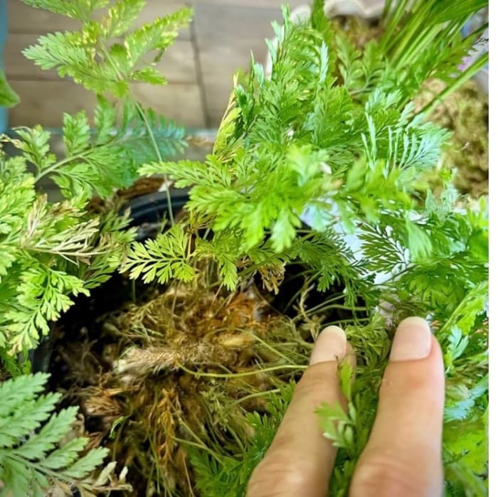 Kangaroo Paw Fern (with tarantula roots)