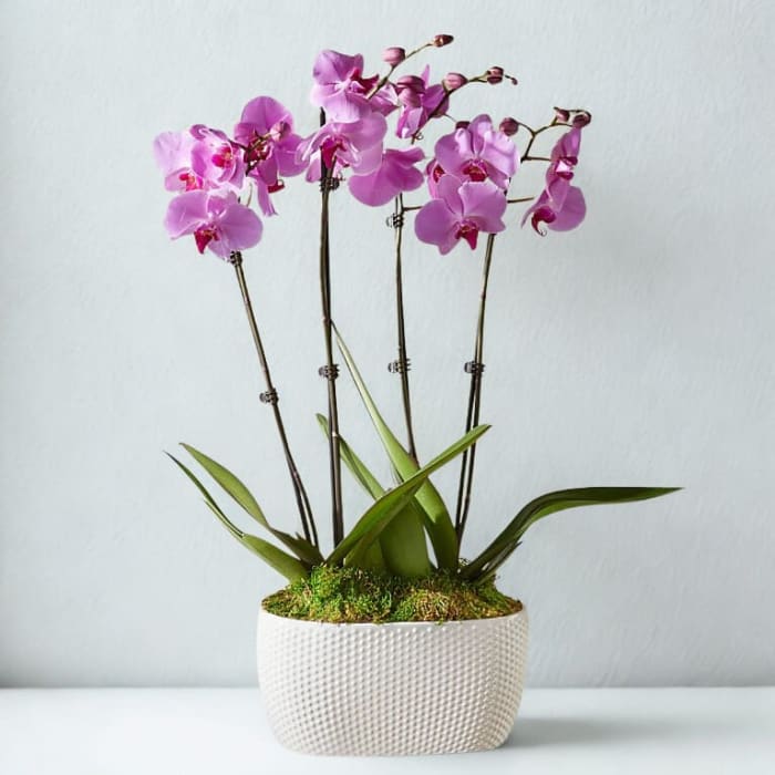 Phalenopsis Purple Grand Orchid