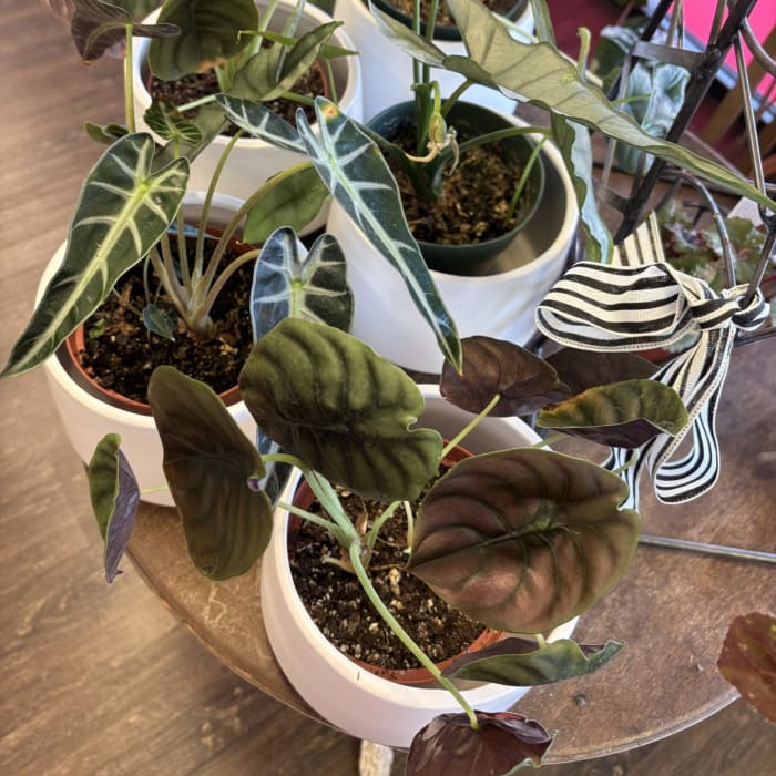 Assorted Alocasia