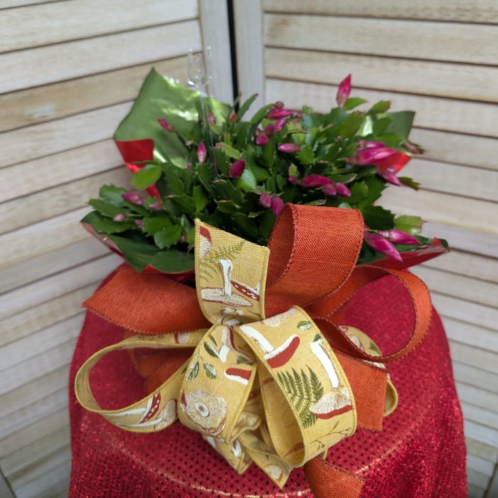 Thanksgiving Cactus