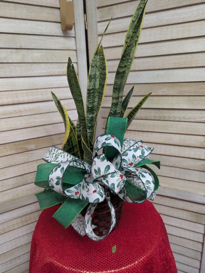 Snake Plant AKA "Mother's In Law Tongue"