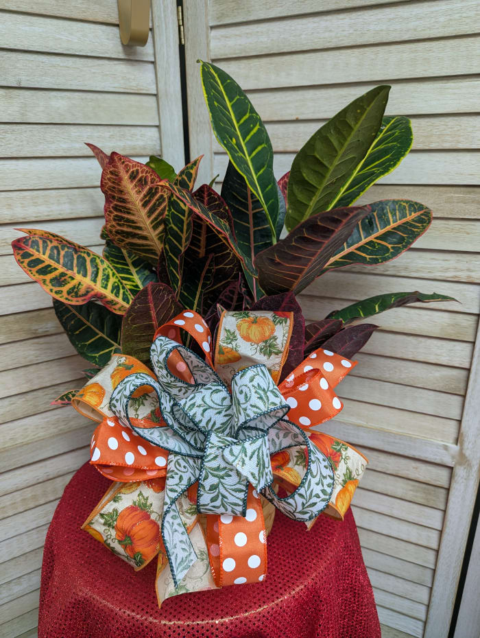Croton