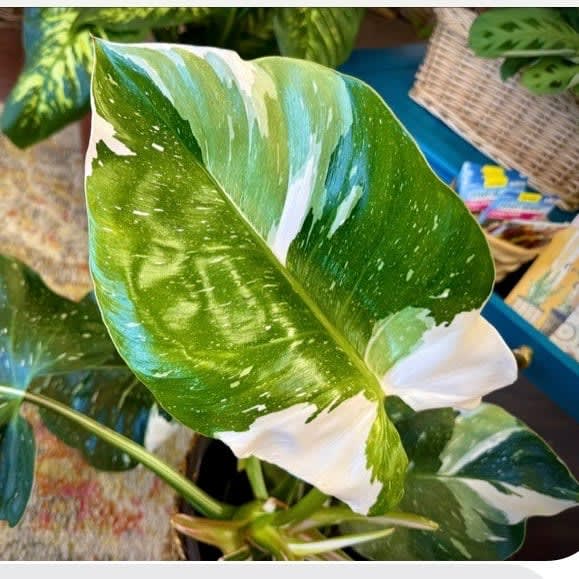 Monstera Albino