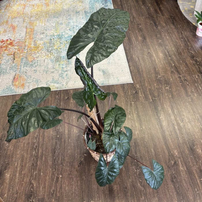 Alocasia Regal Shield