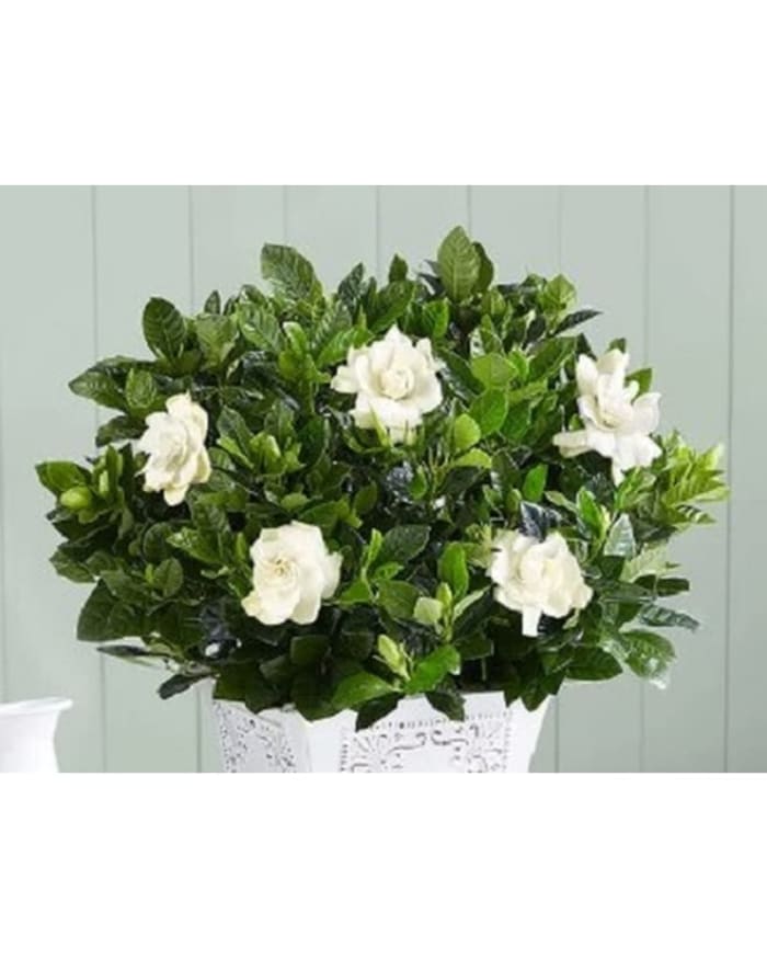 Gardenia Plant