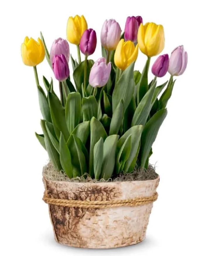 Tulip Plants