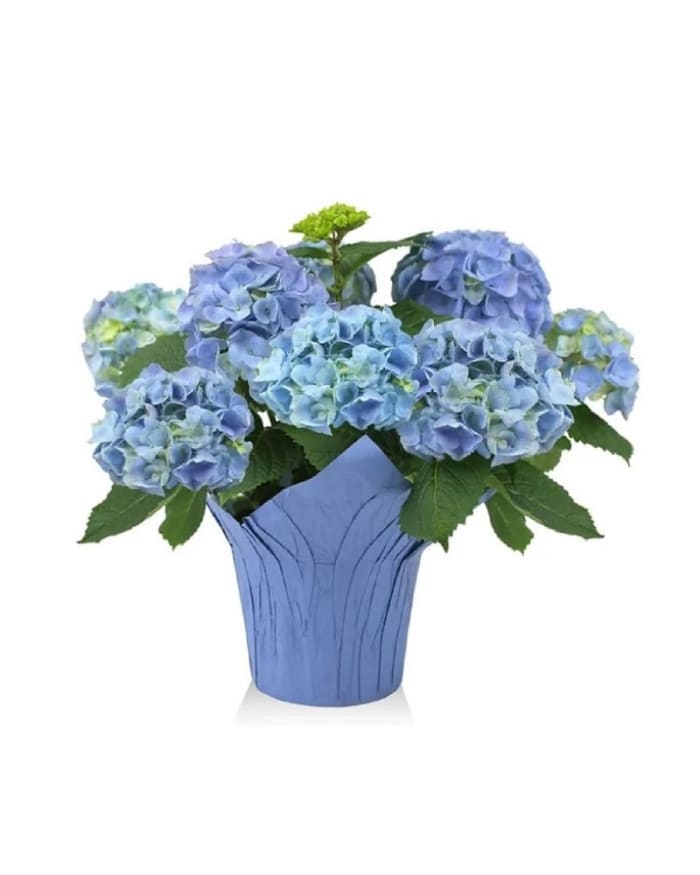 Hydrangea Plant