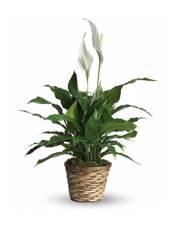 Peace Lily
