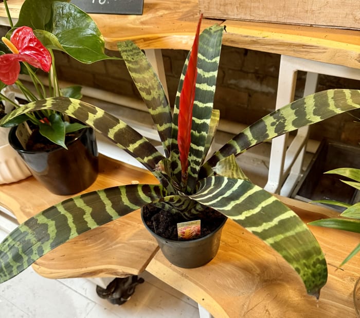 Fancy Bromeliad