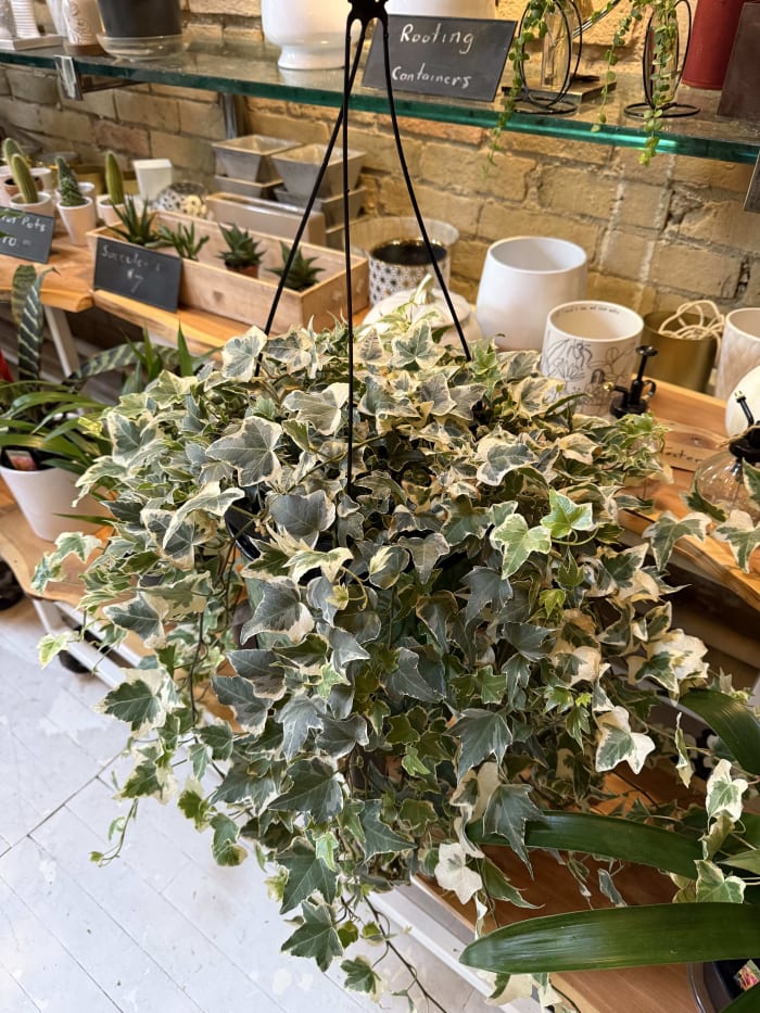 Varagated Ivy