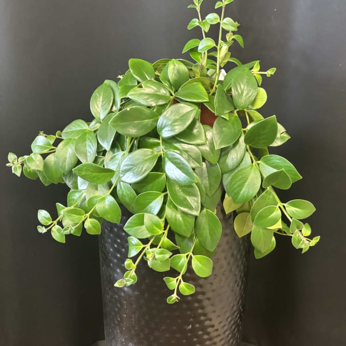 Lipstick Plant