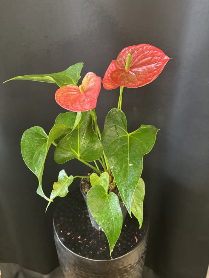 Blooming Anthrium
