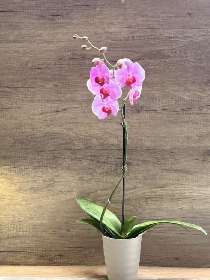 Orchid